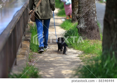 遛狗圖片 88346444