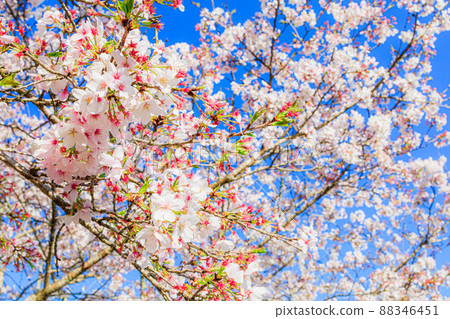 櫻桃背景材料 88346451