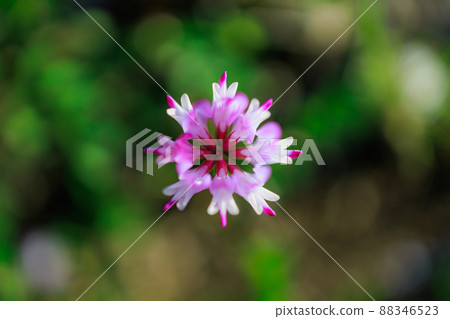 A bird's-eye view of astragalus flowers 88346523