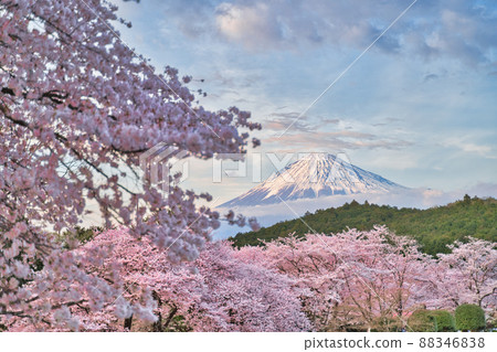 Sakura and Mt. Fuji Sakura and Mt. Fuji 88346838