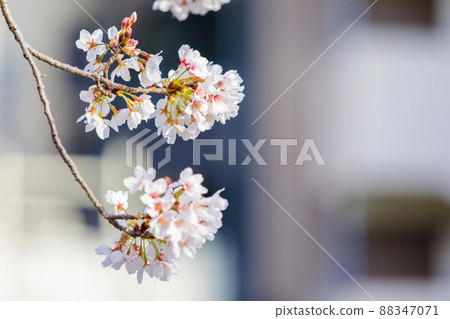 Sakura pickup 88347071