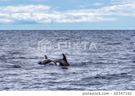 Mother and calf of common bottlenose dolphins or Atlantic bottlenose dolphins, Tursiops truncatus Mother and calf of common bottlenose dolphins or Atlantic bottlenose dolphins, Tursiops truncatus 88347192