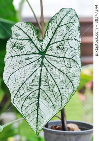 angel wing caladium or candidum ,Caladium bicolor or Araceae angel wing caladium or candidum ,Caladium bicolor or Araceae 88347244