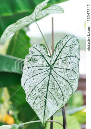 angel wing caladium or candidum ,Caladium bicolor or Araceae angel wing caladium or candidum ,Caladium bicolor or Araceae 88347245