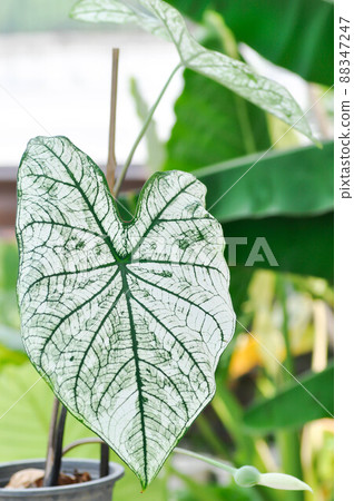angel wing caladium or candidum ,Caladium bicolor or Araceae 88347247