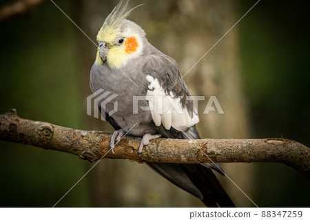 Yellow-gray parrot cockatiel sits on a tree branch. Beautiful colors. 88347259