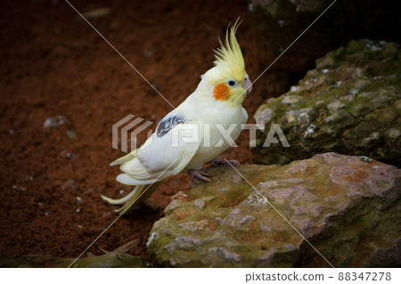 Yellow-gray parrot cockatiel sits on a rock. Beautiful colors. 88347278