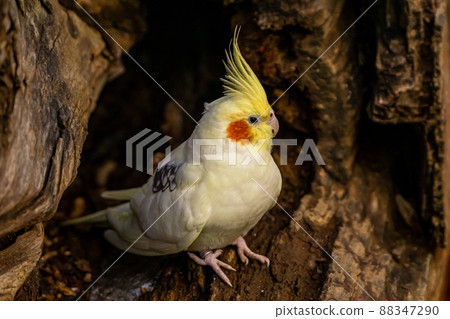 Yellow-gray parrot cockatiel sits inside a tree. Beautiful colors. Yellow-gray parrot cockatiel sits inside a tree. Beautiful colors. 88347290