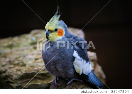 Yellow-gray parrot cockatiel sits on a rock. Beautiful colors. 88347294
