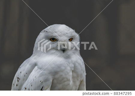 Snow owl with bright organge eyes. Close up.  88347295