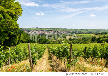 Ingelheim, Rhein, Germany during summertime Ingelheim, Rhein, Germany during summertime 88347306