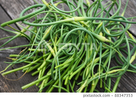 Garlic green shoots 88347353