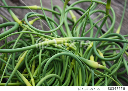 Garlic green shoots 88347356
