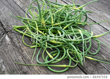 Garlic green shoots 88347358