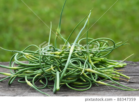 Garlic green shoots 88347359