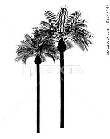 兩個並排的棕櫚樹的插圖_real_silhouette 兩個並排的棕櫚樹的插圖_real_silhouette 88347447