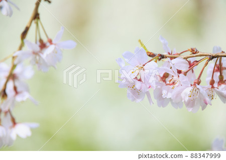 Osaka Castle Park: Cherry blossoms in full bloom and Osaka Castle 88347999