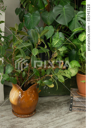A fragment of the interior with a variety of indoor plants. Urban jungle concept. Biophilia design. 88348128