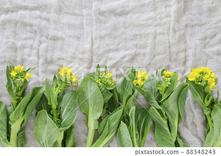 帶花的小白菜 88348243