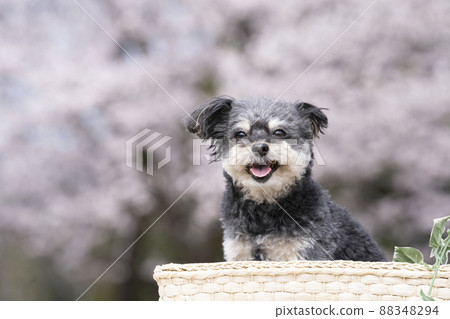 籃子裡的奇瓦普琥珀和櫻花 88348294