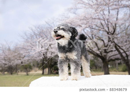 Amber of blue sky, cherry blossoms and smile of Chiwapu 88348679