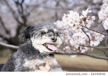 琥珀色的櫻花和微笑的chiwapu 88348690