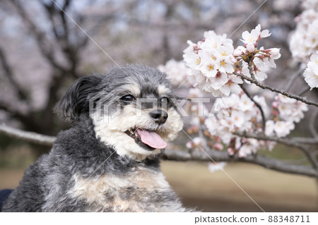 Amber bust-up of cherry blossoms and smiling Chiwapu 88348711