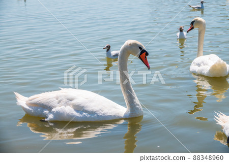 Graceful white Swan swimming in the lake, swans in the wild. Portrait of a white swan swimming on a lake. Graceful white Swan swimming in the lake, swans in the wild. Portrait of a white swan swimming on a lake. 88348960