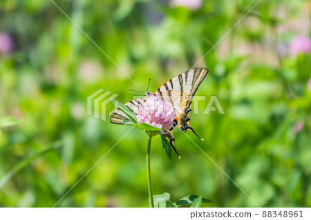 Beautiful Butterfly Scarce Swallowtail, Sail Swallowtail, Pear-tree Swallowtail, Podalirius. Latin name Iphiclides podaliriu. Butterfly collects nectar on flower. 88348961