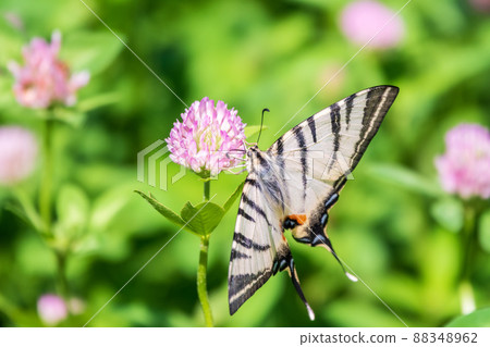 Beautiful Butterfly Scarce Swallowtail, Sail Swallowtail, Pear-tree Swallowtail, Podalirius. Latin name Iphiclides podaliriu. Butterfly collects nectar on flower. Beautiful Butterfly Scarce Swallowtail, Sail Swallowtail, Pear-tree Swallowtail, Podalirius. Latin name Iphiclides podaliriu. Butterfly collects nectar on flower. 88348962