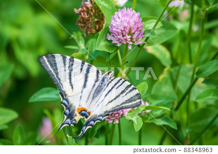 Beautiful Butterfly Scarce Swallowtail, Sail Swallowtail, Pear-tree Swallowtail, Podalirius. Latin name Iphiclides podaliriu. Butterfly collects nectar on flower. Beautiful Butterfly Scarce Swallowtail, Sail Swallowtail, Pear-tree Swallowtail, Podalirius. Latin name Iphiclides podaliriu. Butterfly collects nectar on flower. 88348963