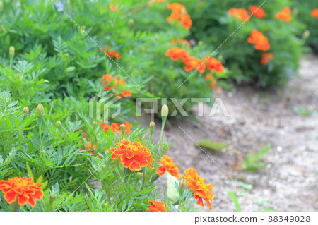 Field nematode measures (marigold field nematode control) 88349028