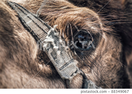 Close-up of a camel's eye 88349067