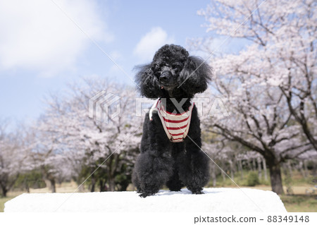Blue sky, cherry blossoms and toy poodle Blue sky, cherry blossoms and toy poodle 88349148