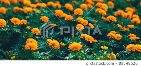 banner with orange marigolds with green leaves in garden  88349626