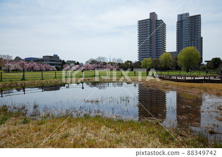 Weeping cherry blossoms and young leaves in Ogunohara Park Sky Tree Pond Weeping cherry blossoms and young leaves in Ogunohara Park Sky Tree Pond 88349742