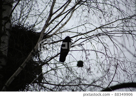 Crow nests on birches. Birds built their nests to live in tall trees 88349906