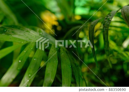 Close up of green areca palm plant, indoor palm tree. Howea forsteriana, Arecaceae, Palmae. Fresh green tropical palm leaves texture background. Vertical photo Close up of green areca palm plant, indoor palm tree. Howea forsteriana, Arecaceae, Palmae. Fresh green tropical palm leaves texture background. Vertical photo 88350690