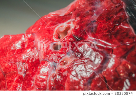 A piece of beef lung close-up. Meat for cooking. Selective focus 88350874