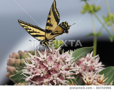 Trough swallowtail perched on a milkweed flower Trough swallowtail perched on a milkweed flower 88350966