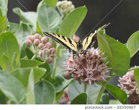 Trough swallowtail butterfly that spreads its wings on the milkweed flower Trough swallowtail butterfly that spreads its wings on the milkweed flower 88350967