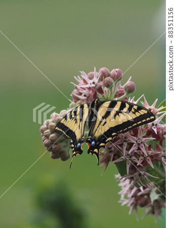 Trough swallowtail butterfly that spreads its wings on the milkweed flower Trough swallowtail butterfly that spreads its wings on the milkweed flower 88351156