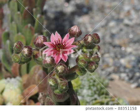 Pink houseleek flowers Pink houseleek flowers 88351158