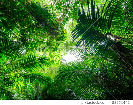 石垣島的叢林 88351441
