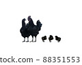 Family of black hens of the dongxiang breed on a white background 88351553
