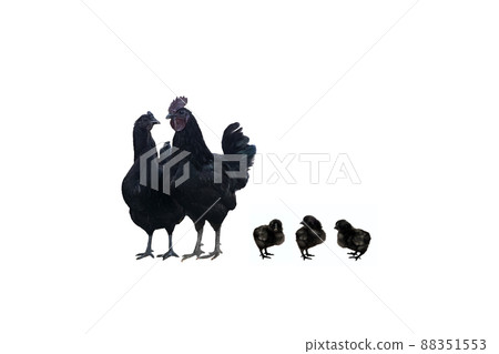 Family of black hens of the dongxiang breed on a white background Family of black hens of the dongxiang breed on a white background 88351553