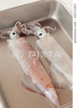 蝙蝠中的魷魚 蝙蝠中的魷魚 88351803