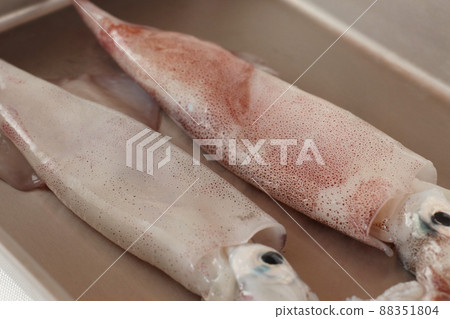 蝙蝠中的魷魚 蝙蝠中的魷魚 88351804