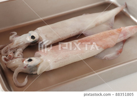 蝙蝠中的魷魚 88351805