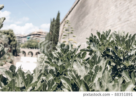 Closeup of fig leaves in public park, selective focus. Blurred old town wall urban background. Palma de Mallorca, Spain, Balearic islands. European summer travel destination. Tourisrt concept. Blue 88351891